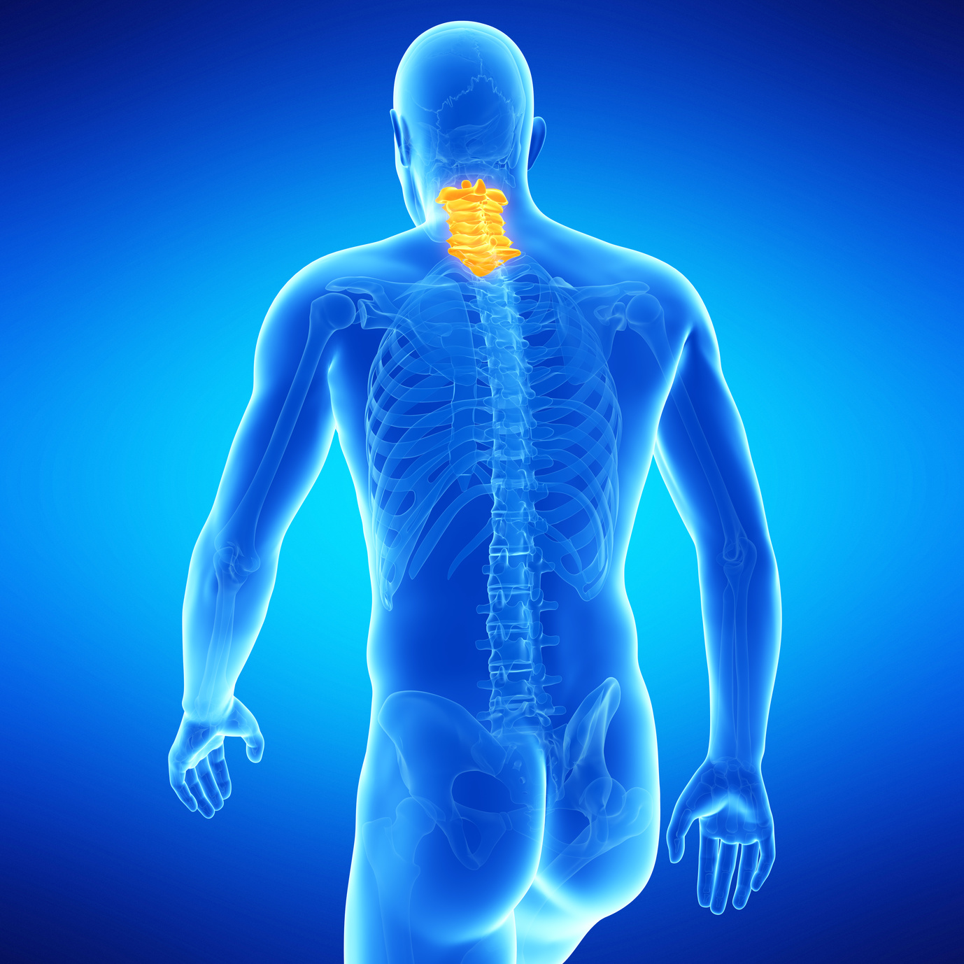 medical illustration of the human cervical spine